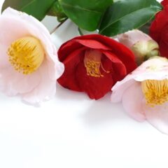 着物に縁起の悪い柄はある？着るときに気を付けるポイントを紹介