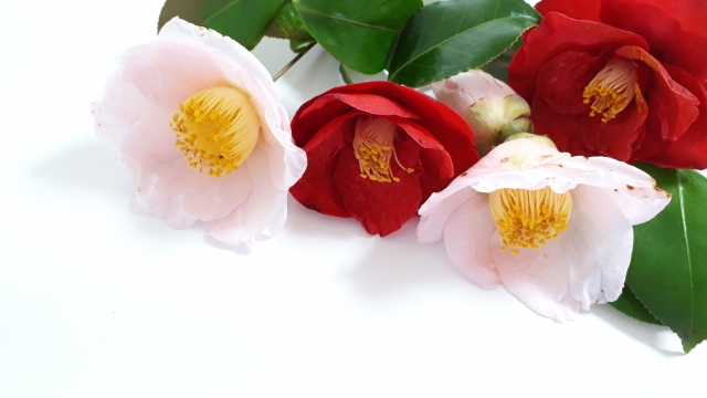 縁起が悪い柄と言われてしまうことがある椿